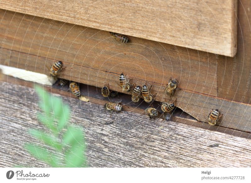 Bees at the entrance hole of a beehive Insect Macro (Extreme close-up) Beehive honey collector threatened Honey bee Nature Bee-keeping beekeeping Summer