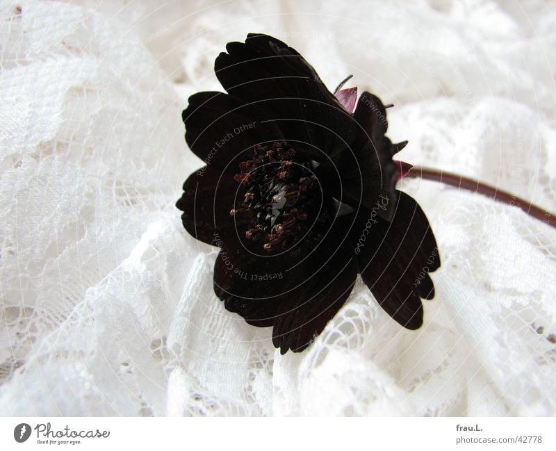 black widow - the last Flower Black Plant Leaf Cloth Simple Stalk Stamen Red Decoration brüssler lace Brussels Point Kitsch Nature Noble witch flower scabious