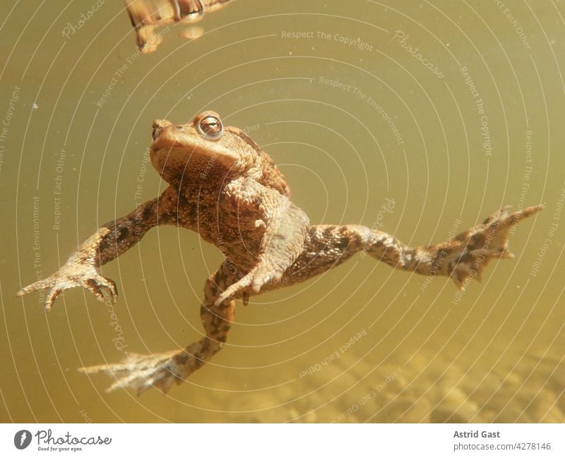 Unterwasseraufnahme von einer Kröte in einem Moorsee in Bayern kröte frosch amphibie unterwasser unterwasseraufnahme tier erdkröte männchen männliche kröte