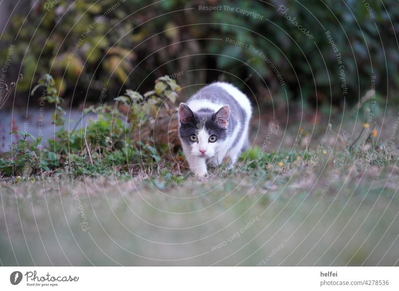 Central european shorthair cat sneaks up on her prey, looking directly into the camera look into the camera Gray White eyes Animal Pet Domestic cat pussy