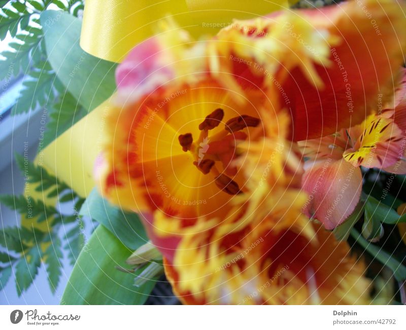 tulip Tulip Yellow Flower Blossom leave Close-up Orange