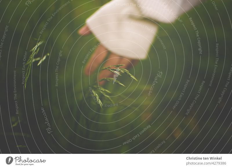 The hand of a young woman strokes the grasses in a meadow Hand Meadow Young woman attentiveness Sweater Green Nature naturally Summer Plant Environment