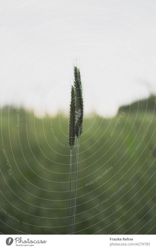 Two ears of wheat in the evening light Wheat Common wheat spike two Green bright background snuggle together at the same time tranquillity evening mood Grain