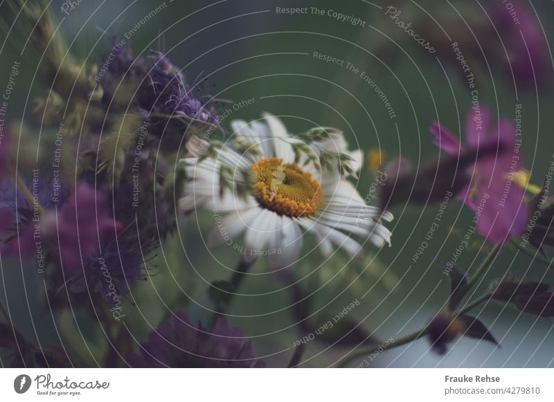 Daisy in a bouquet of meadow flowers and grasses Marguerite Meadow flower Ostrich Yellow White Green Violet purple Flower Bouquet Blossom Summer Close-up