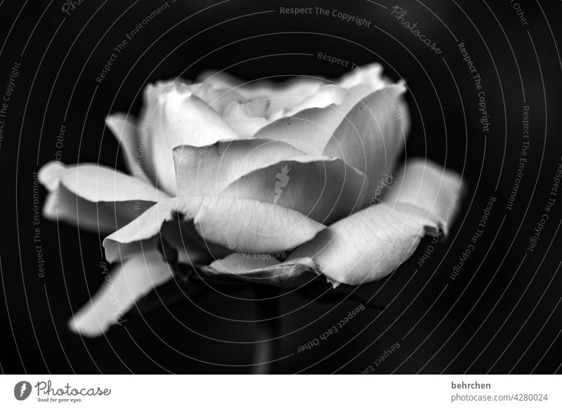 life ruptures | mourning blurriness Sunlight Contrast Light Close-up Detail Deserted Exterior shot Longing Grief Sadness Fragrance Blossoming Dark pretty Leaf