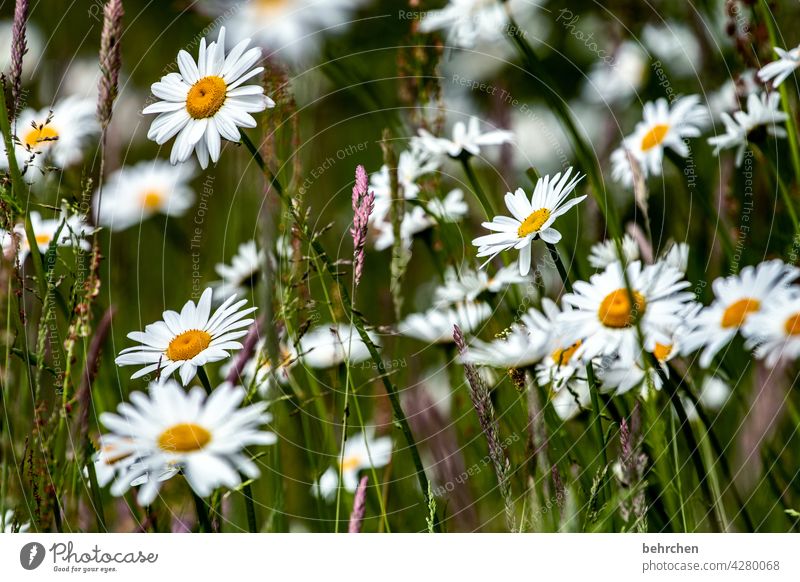 flowers for you:) margarite Nature Beautiful weather Flower Grass Leaf Blossom Spring Plant Summer Garden Park Meadow Field Blossoming Fragrance Colour photo