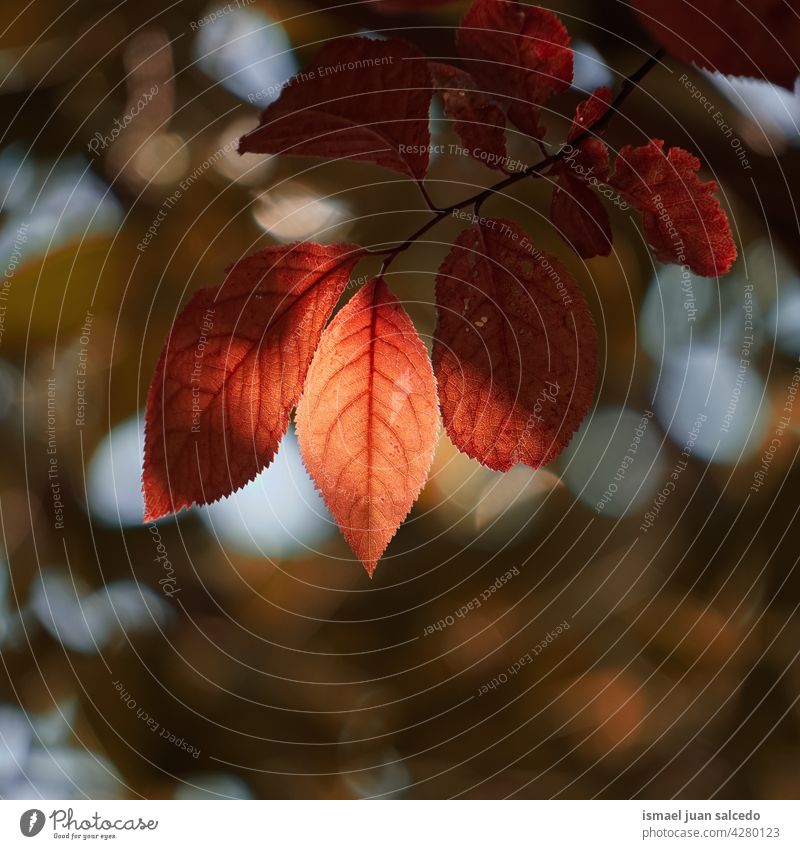 red tree leaves in autumn season branches leaf nature natural foliage textured outdoors background beauty fragility freshness autumn leaves autumn colors