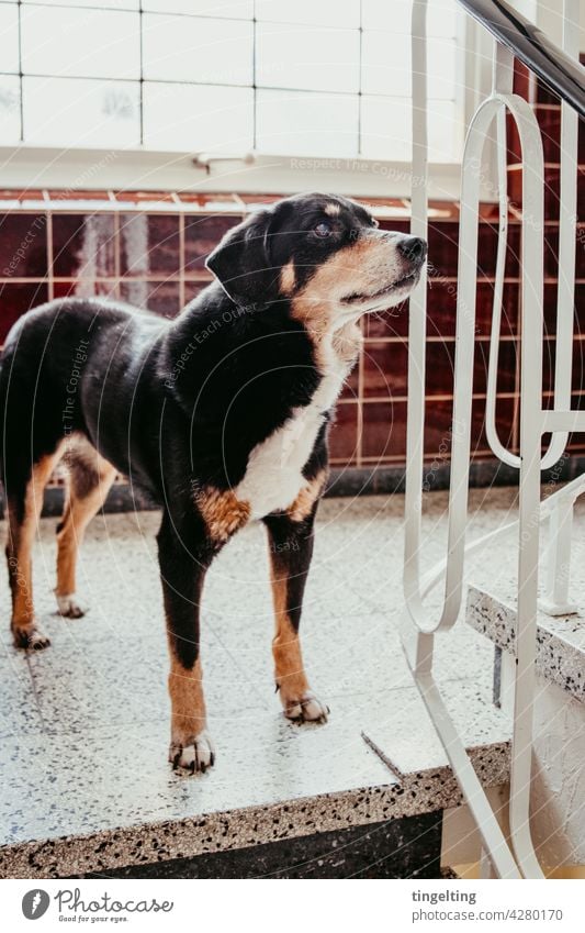 Appenzeller mountain dog in the hallway Appenzell Mountain Dog Animal inside rail tiles at home Wait look Window cute living with dog To go for a walk