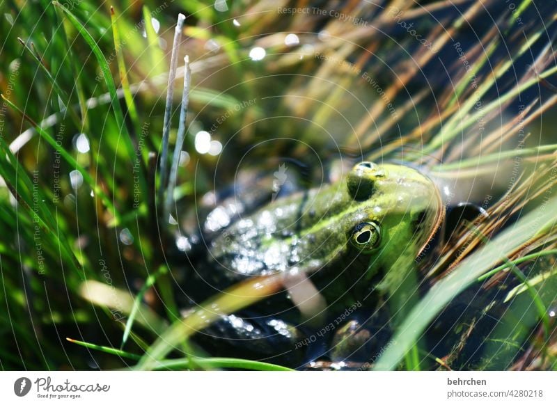 am i well camouflaged? because i don't want to be food! the stork can kiss my ass!! Painted frog Amphibian Nature Animal face Deserted Colour photo