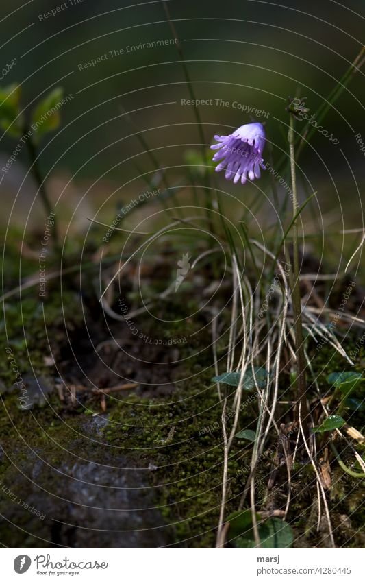 Alpine soldanelle (Soldanella alpina) in the gloom. A fool who thinks of a fool when he thinks of an alpine soldanella. Alpine Soldanelle Alpine Tassel Flower