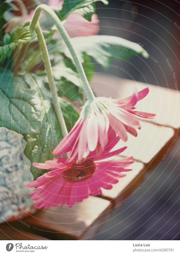 Cape basket in pink, with evening sun summer flower Pink Light Bright kind Delicate variegated luminescent Blossom naturally Flower Nature Plant Blossoming