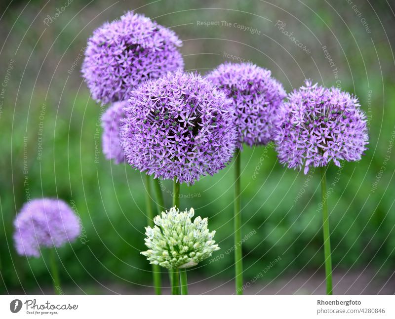 purple flowering allium in neighbours garden ornamental garlic leek Garden Vegetable seasoning boil ingredient tree shrub bulb flower Violet blossom Blossom bud