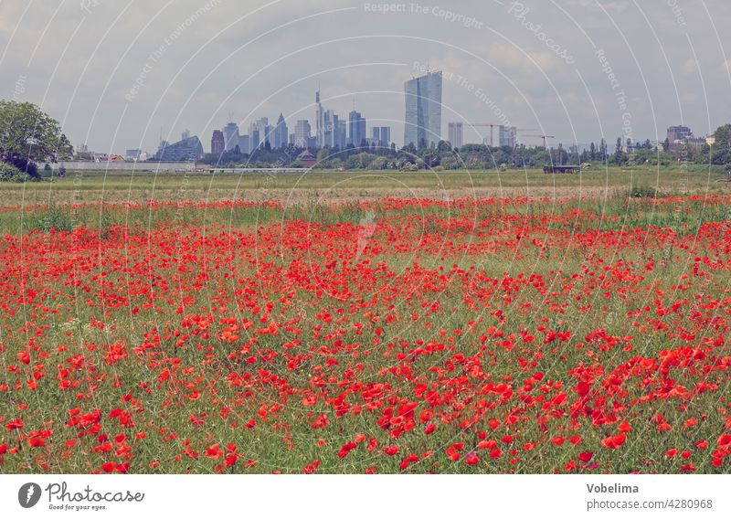 Poppy field in Frankfurt Main ECB European Central Bank Skyline Town City High-rise skyscrapers Architecture Bench EU central bank Building Rhein-Main area