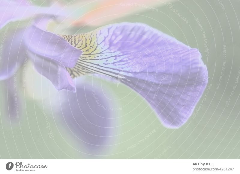 Lily petal with little color lily vibration Curved detail Flower vivacious Blossom lily pad blurred Bright Underexposed background