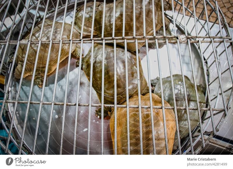 Top view of Softshell Turtles in cages sold at Dong Xuan Market in Old Quarters Hanoi, Vietnam hanoi high angle view no people asia outdoors southeast asia