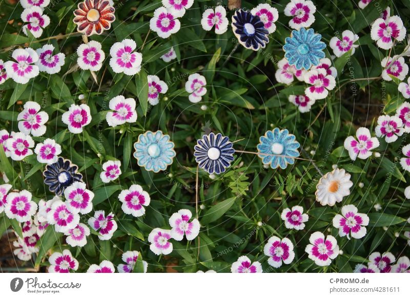 Flowers - real and handmade Garden Garden Bed (Horticulture) flowers Blossom leave White pink Green Arts and crafts Pottery ceramic flower Delicate