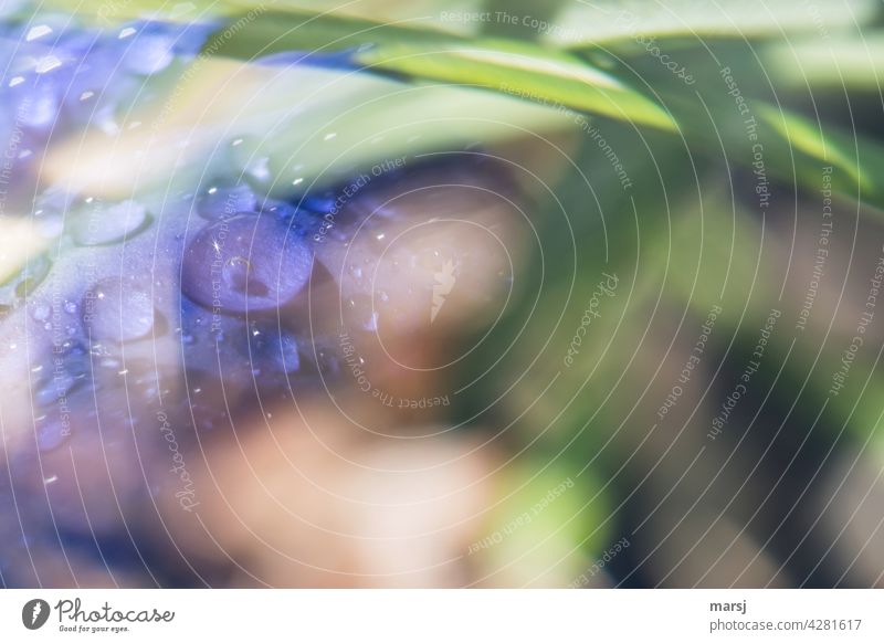 A touch of water drops on gentian. Drops of water Gentian Wet gentian blue Water Shallow depth of field Plant Garden Fresh refreshingly invigorating Reflection