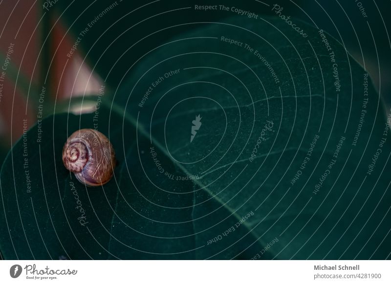 Small snail (approx. 4 mm) on a leaf Crumpet Snail shell snail shelter snail's pace Animal Macro (Extreme close-up) Slowly Slimy Shallow depth of field Creep