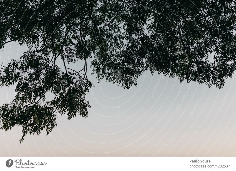 Tree against the sky Tree trunk Treetop Branch Nature Leaf Twig Sky Growth Plant Green Tree bark Forest Environment Spring Branched Light Leaf green Sunlight