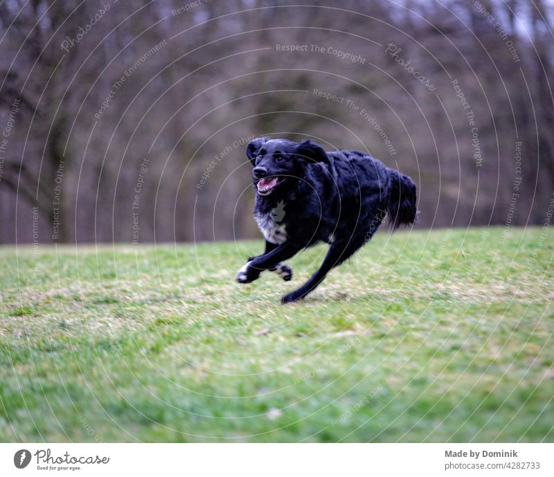 Running black dog on green meadow in front of trees Dog Puppydog eyes dog portrait Animal Pet Animal portrait Exterior shot Nature Happy Joy Pelt Mammal