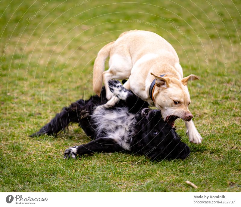 Two dogs playing on a green meadow ( a Labrador and a black dog) Dog Pet Colour photo Walk the dog Animal portrait Exterior shot To go for a walk Nature Mammal