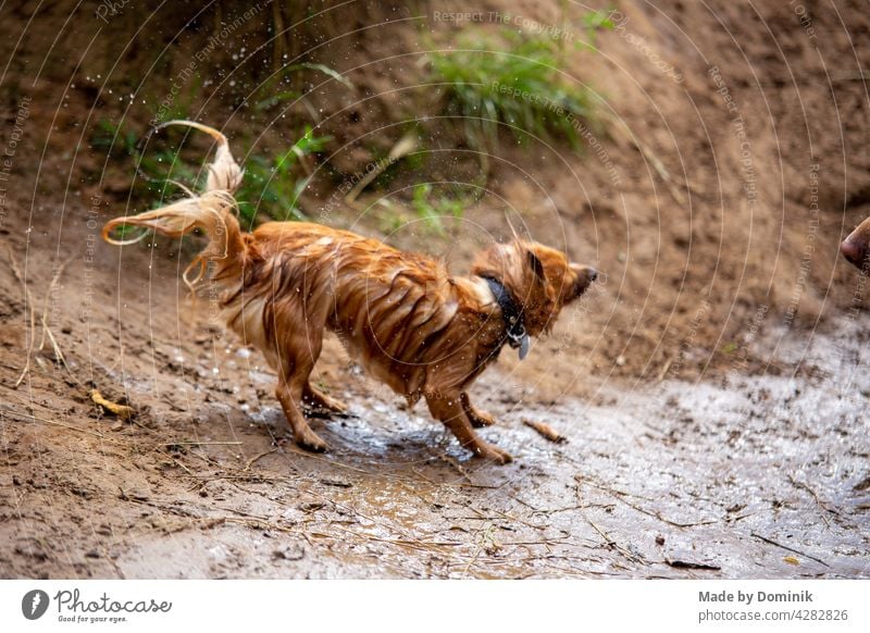 Wet little dog shakes herself dry after bathing Dog small dog Pet Wet dog Water Colour photo Walk the dog Animal portrait Exterior shot To go for a walk Nature