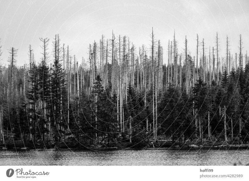 Tree death with hope for something new Death of a tree Bark-beetle bark beetle infestation Coniferous forest Monoculture Forest Nature Environment Forest death