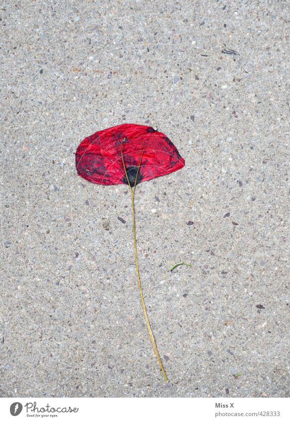 da biste flat Flower Blossom Faded To dry up Sadness Death Lovesickness Lifeless Level Poppy Pressed Poppy blossom Street Colour photo Multicoloured