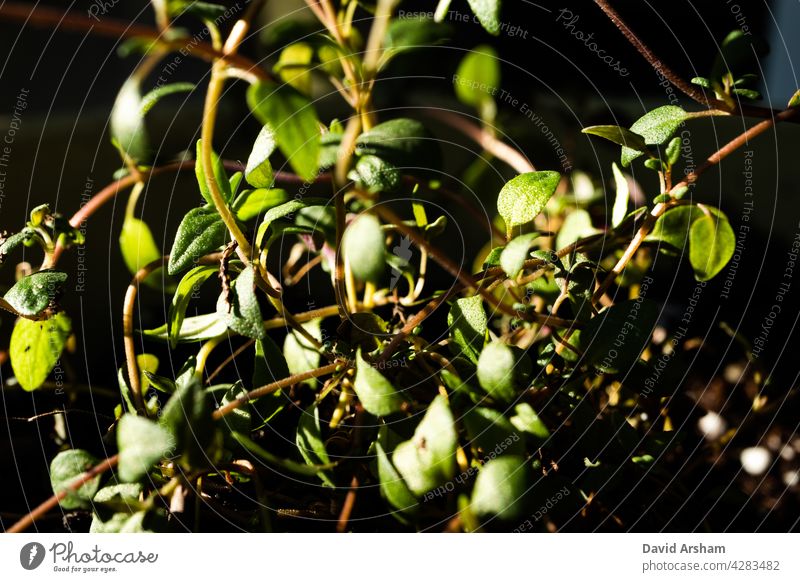 Macro Closeup of Tangled Group of Stems and Leaves on Thyme Plant in Warm Sunlight thyme Thymus vulgaris thymus Lamiaceae herb common thyme german thyme