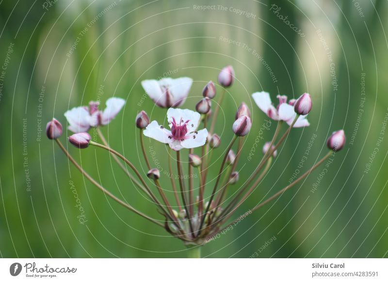 Flowering rush in bloom closeup view with green background medicative flower aquatic plant nature blossom botany grass beautiful flora inflorescence flowering