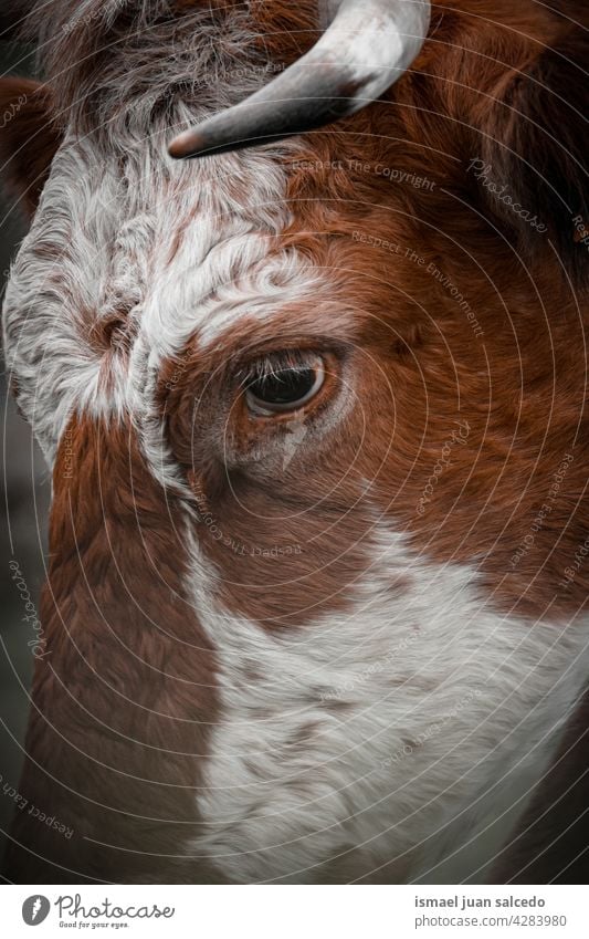 beautiful brown cow portrait in the meadow horns animal pasture grazing wild head wildlife nature cute beauty wild life rural farm rural scene outdoors