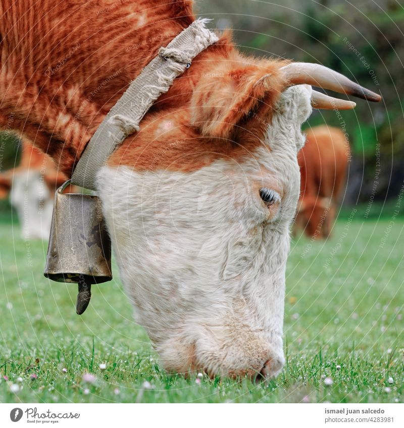 beautiful brown cow with cowbell grazin in the meadow horns portrait animal pasture grazing wild head wildlife nature cute beauty wild life rural farm