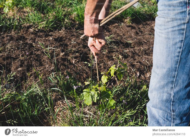 Farmer attaching stakes to the young vineyard. Copy space. vine grower tutors sticks farmer worker planting plants care bamboo rural young plants growth shoots