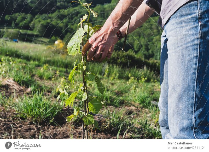 Farmer placing the vine plants on the stakes. Work in the vineyard. vine grower tutors sticks farmer worker planting care bamboo rural young plants growth