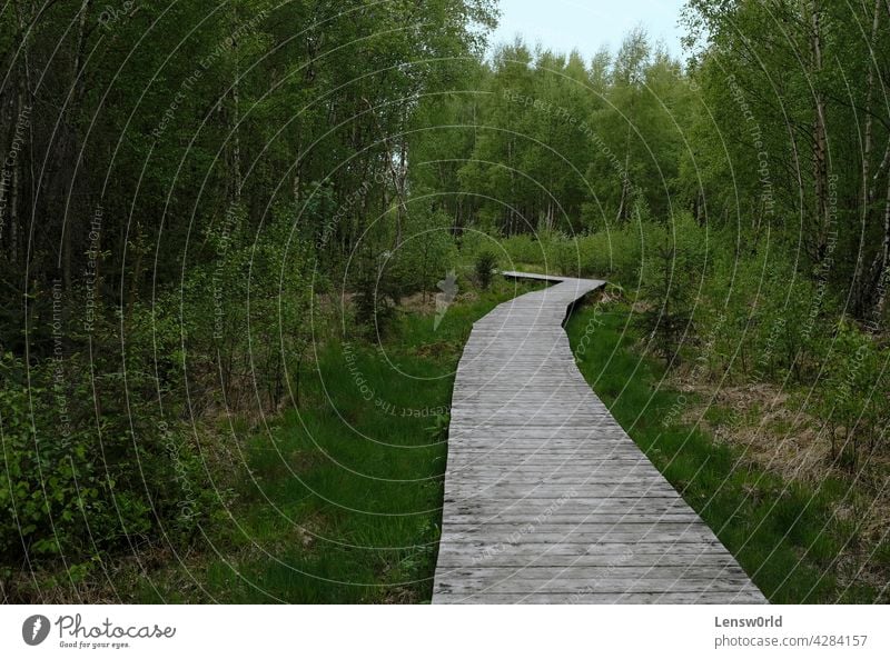 Wooden path leading through a forest in the Eifel region eifel empty road environment green hike hurtgen forest hürtenwald no people outdoor pathway