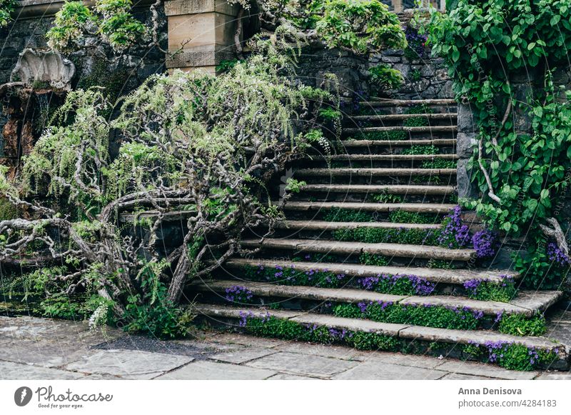 Beautiful Garden with blooming trees during spring time park garden bondant wales laburnum arch springtime rhododendron plant flower cunningham nature