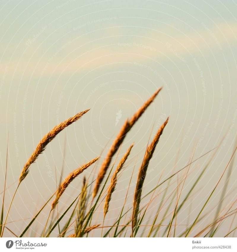 dune grasses Summer Sun Island Environment Nature Plant Sunrise Sunset Sunlight Beautiful weather Grass Coast North Sea Growth Blue Gold Green Orange