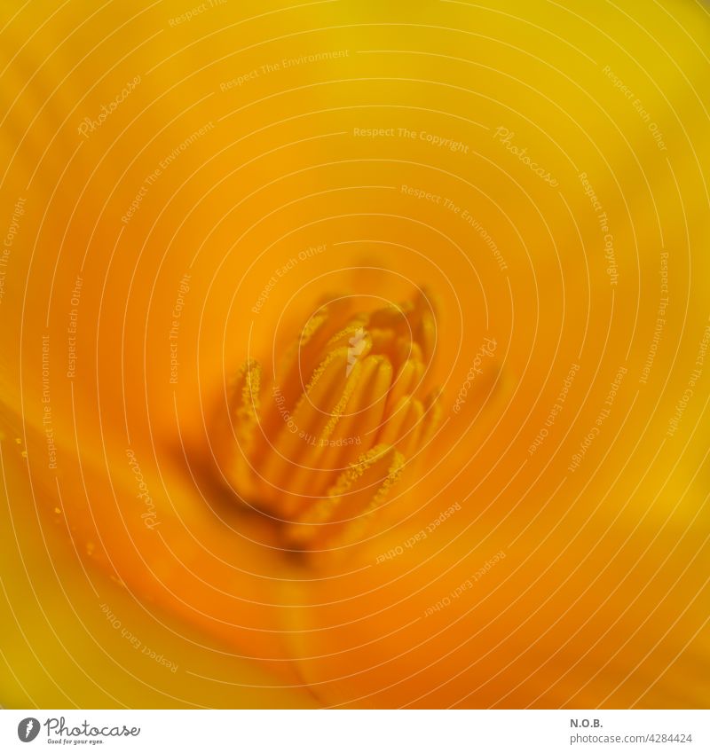 Golden poppy flower from the inside Blossom Shallow depth of field Close-up Deserted Colour photo Plant Blossoming Detail Macro (Extreme close-up) Exterior shot