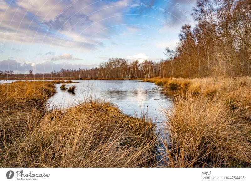 At the edge of a lake in the Himmelmoor near Quickborn Bog sky moor Nature Marsh Landscape Environment Deserted Day Water Pond Lake Reflection Lakeside Calm