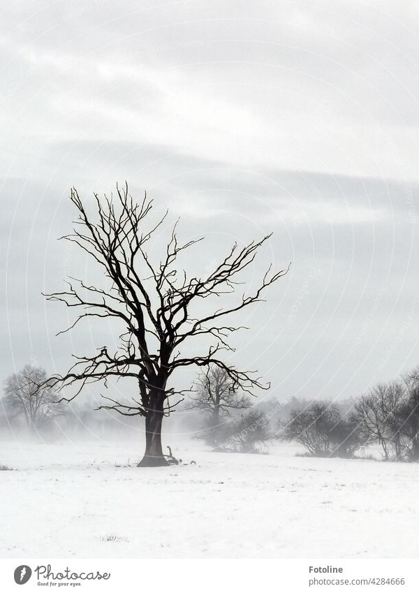 A very special tree. It wears the same dress in winter as in summer. I visit it from time to time, but it looks most impressive in winter. Winter Snow Tree Cold