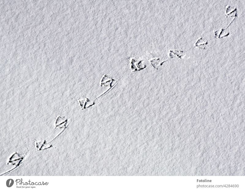 Tip-tap-tip-tap... ...here came a duck waddling through the snow... All that remained were its footprints. Tracks Snow Winter Cold White Frost Exterior shot