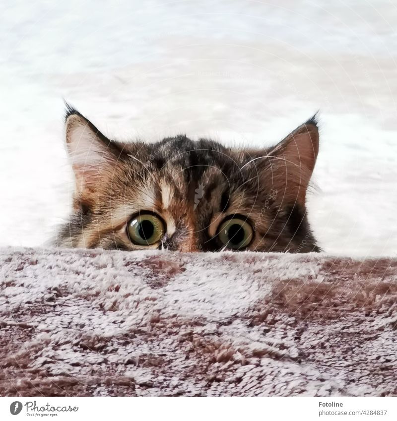 Curiously, the Maine Coon cat peers over the edge of the sofa. Fotoline certainly doesn't notice that she has snuck up and is about to chase her feet. Or maybe she does?