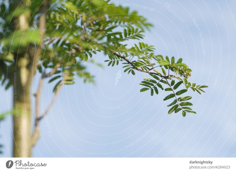 rowan tree or mountain ash in detail with young leaves and thin trunk, Sorbus aucuparia Mountain ash youthful Delicate Summer blue Sky green fresh Tree trunk