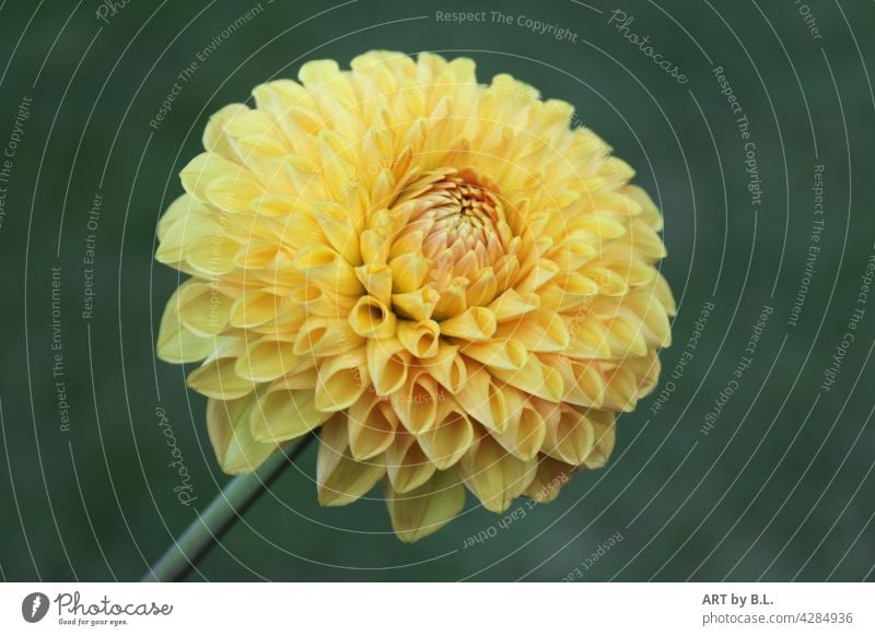 dahlia Flower Blossom soloist on one's own Yellow