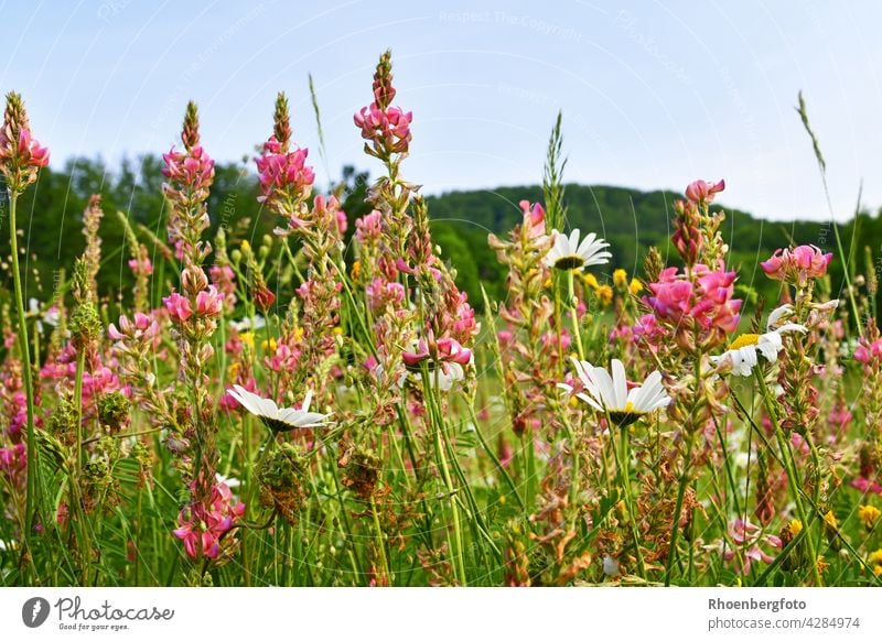 Colourful summer meadow with forage asparagus, magerites and fine grasses Fodder sainfoin espasette Feed esparcette Meadow Summer flowers June blossom blossoms