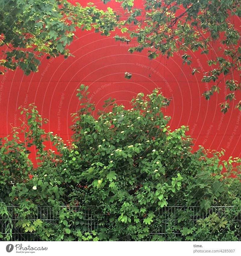 Stories from the fence (103) bush Wall (building) Fence Tree Branch Growth Leaf leaves Red Green wax colors Contrast luscious Protection back wall Illuminate