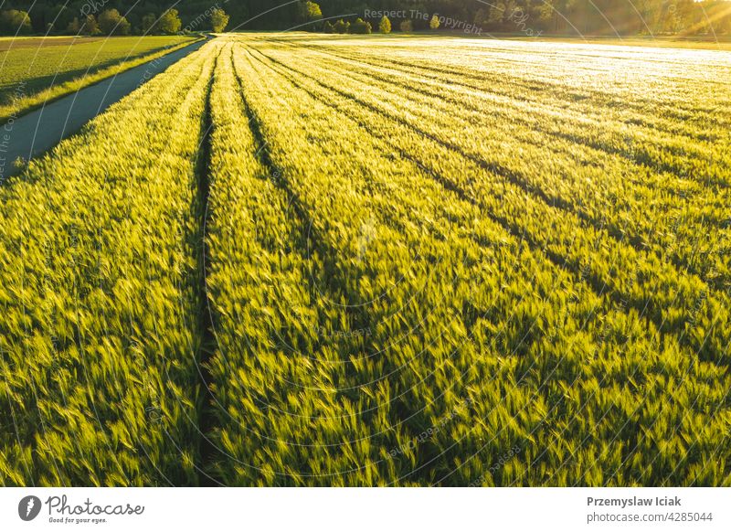 Green field in rural area. Landscape of agricultural cereal fields. aerial food cultivation young ploughing pattern farming summer texture nature sun spring