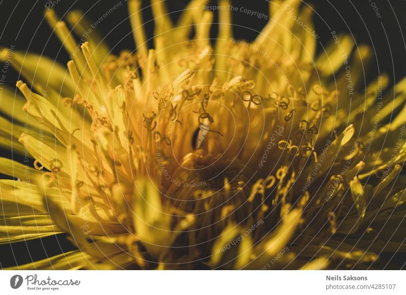 A close up of a bright yellow dandelion growing in the lawn, blurred background beautiful beauty bloom blooming blossom botany closeup color colorful