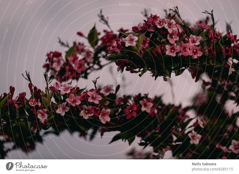 Beautiful pink flowers Weigela florida. Flowers of weigela florida. Blooming garden in spring garden in sunny day background fashion floral tree pattern rose