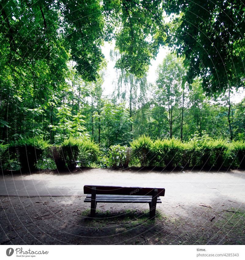 time-out bench Bench Footpath bush Tree Branch Growth Leaf leaves wax luscious Protection Illuminate blossom off Sidewalk Empty Lonely forsake sb./sth. Free Old